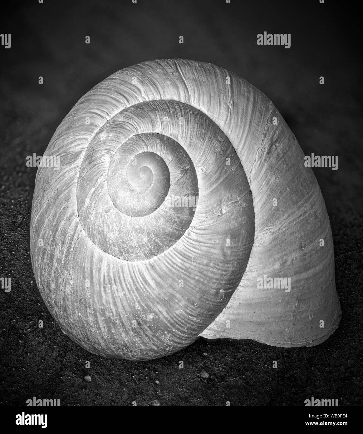 Monochrome surrealistic low key dark snail shell macro on a black stone and background in