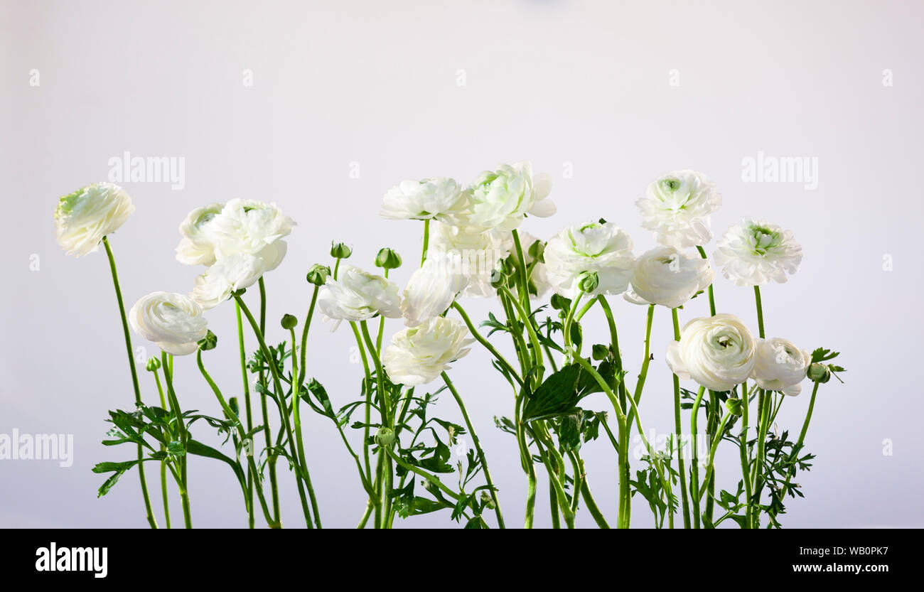 white fresh buttercups in a row with lush green flower stems in  blurred lights Stock Photo