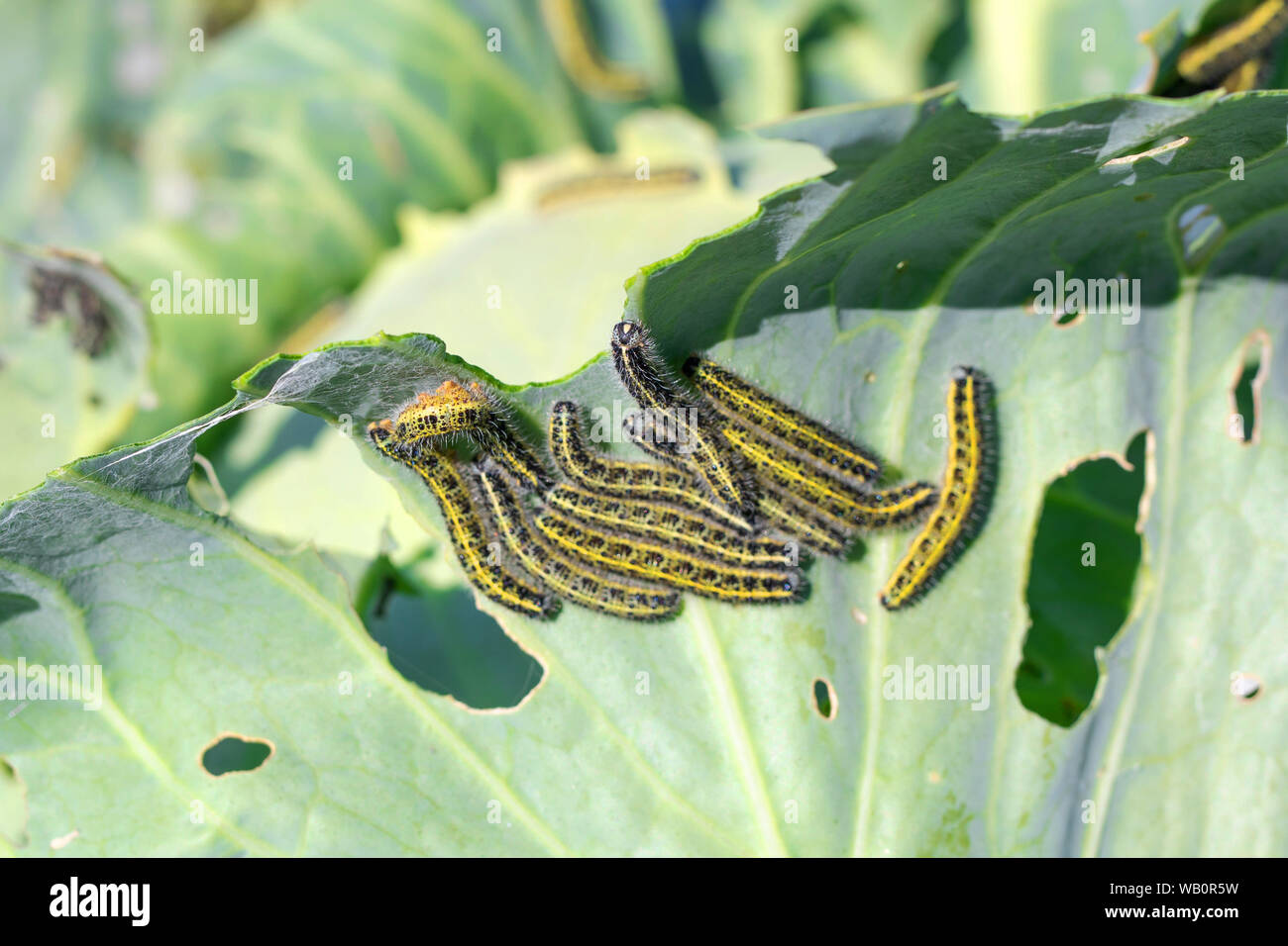 cabbage pest. caterpillars eating cabbage leaves. A group of