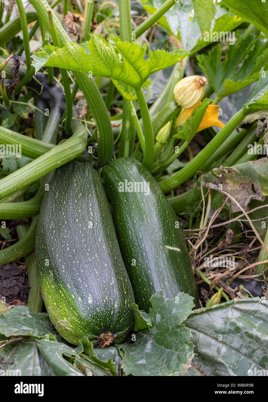 Green zucchini plant with flowers and fruit of zucchinis ready for