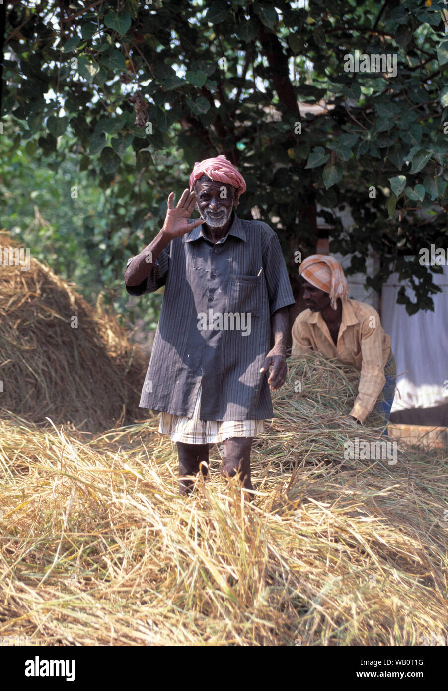 asia, asian, culture, old man waiving his hand surrounded by corn harvest Stock Photo