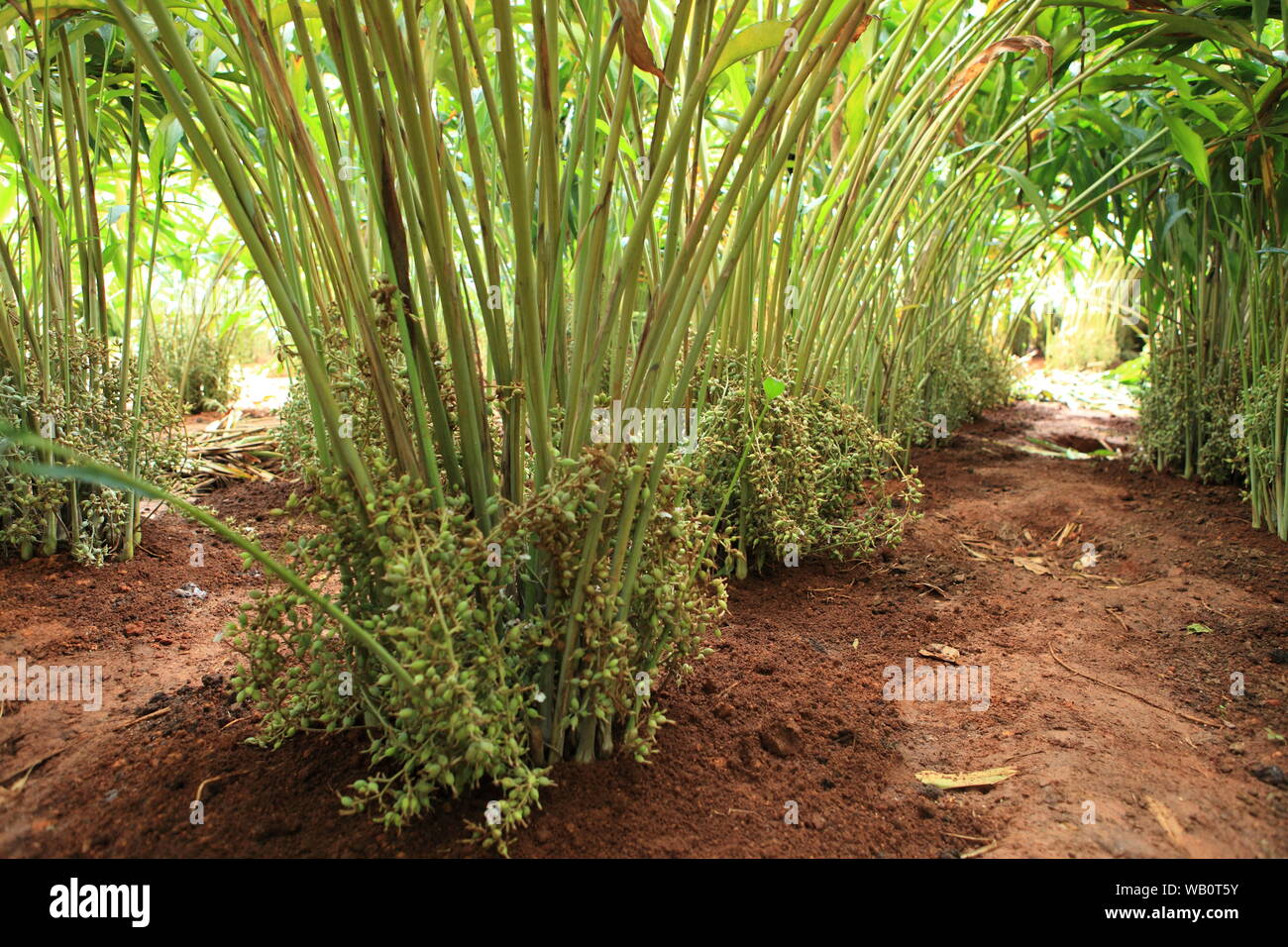 Cardamom plantation hires stock photography and images Alamy