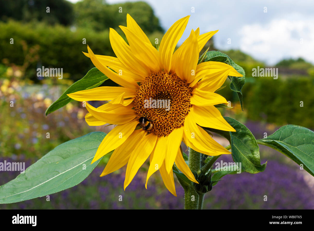 Bumblebee on a sunflower Stock Photo