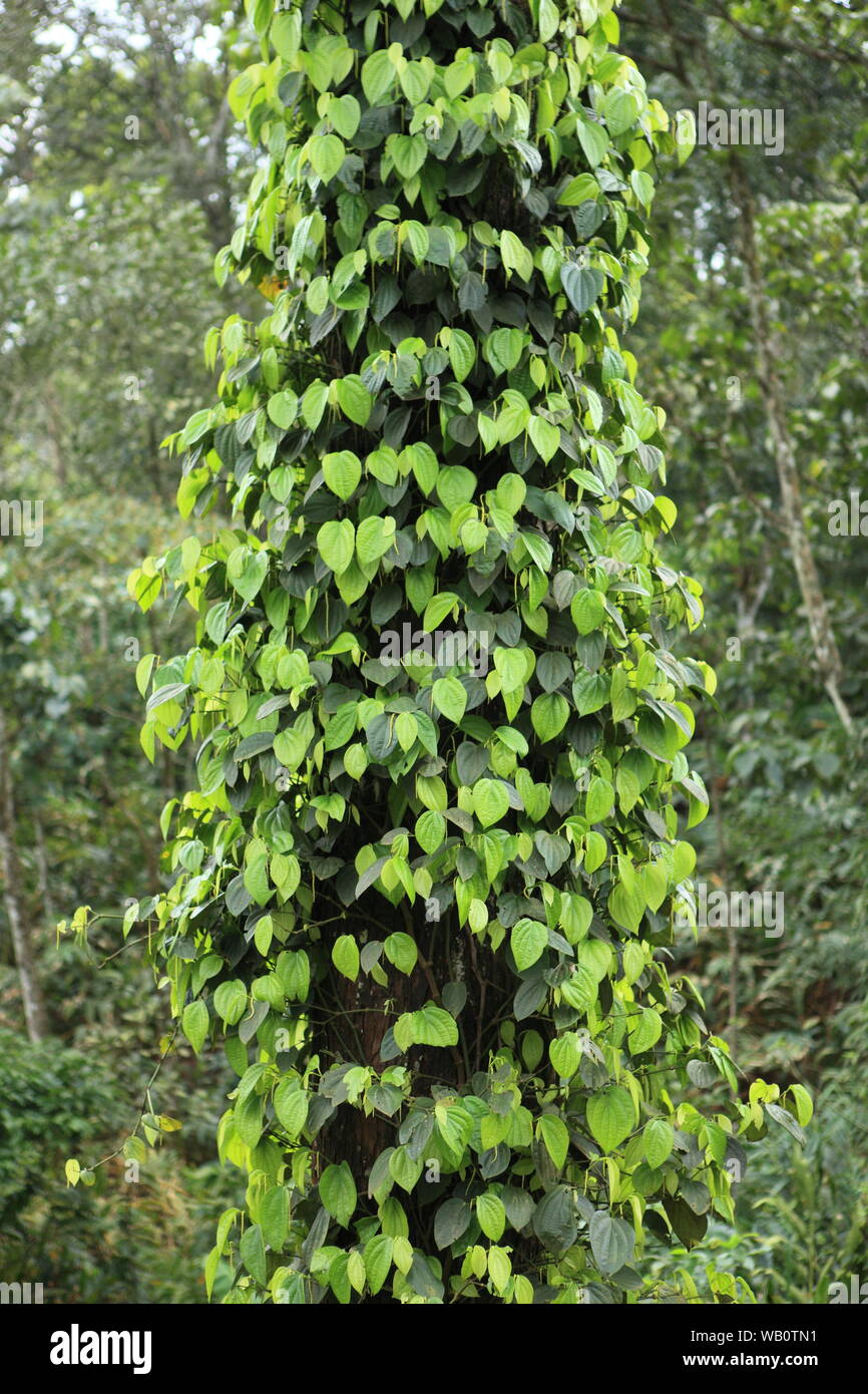 Blackpepper plants in Wayanad, Kerala, India Stock Photo Alamy
