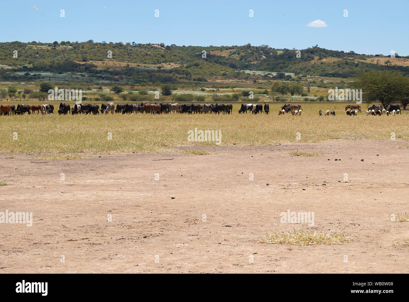 Livestock grazing near Dodoma on the Tanzanian central plane Stock Photo