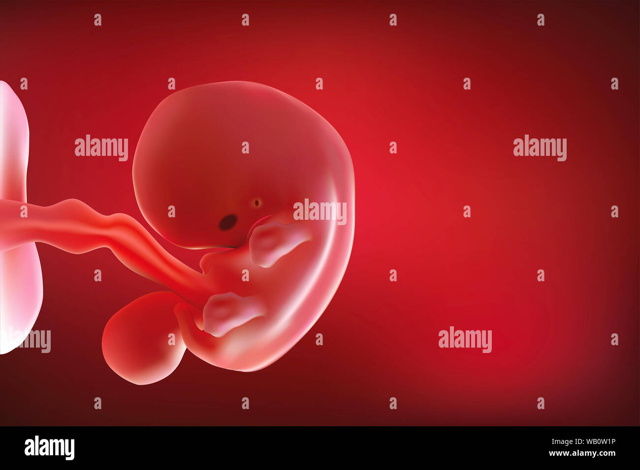 Fetus & Baby in mother's womb Fetus &As illustrated with red tones Stock Photo