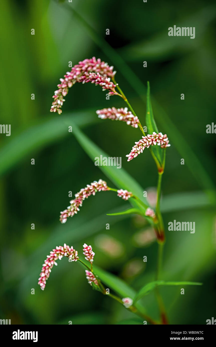 pale persicaria, pale smartweed, curlytop knotweed, or willow weed Stock Photo