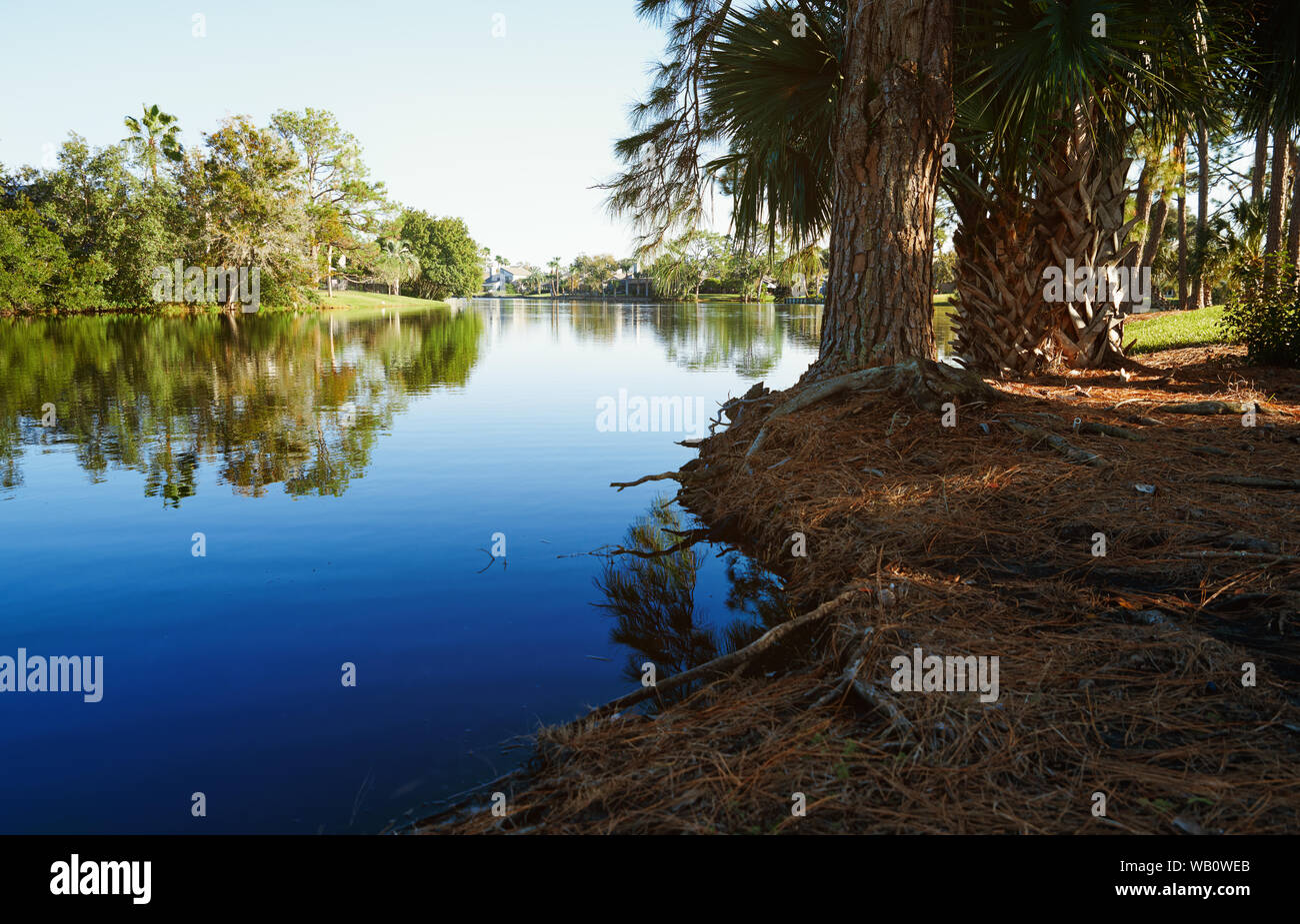Palm trees growing next to the lake in Florida, USA Stock Photo Alamy