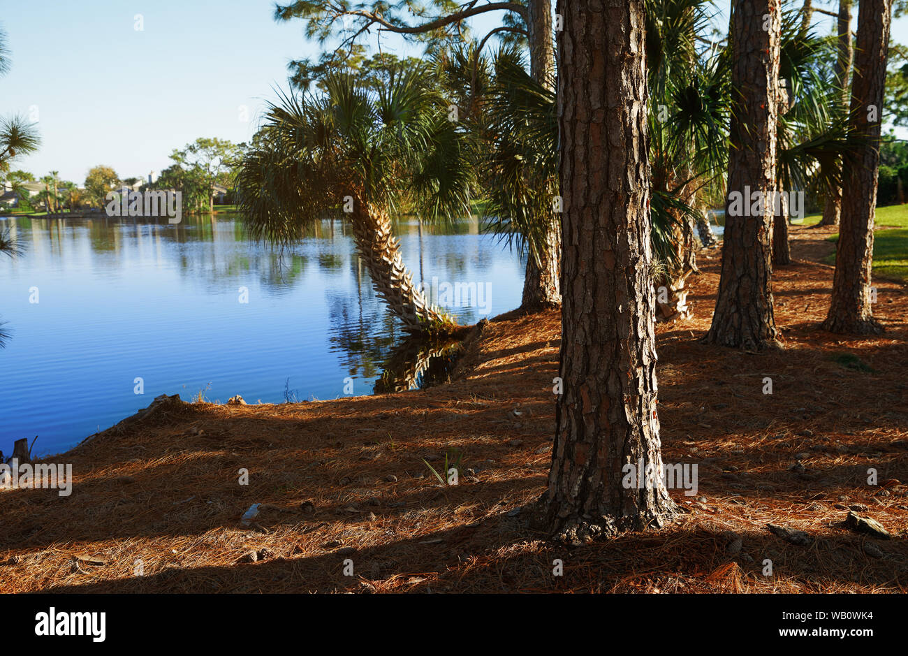 Palm trees growing next to the lake in Florida, USA Stock Photo Alamy