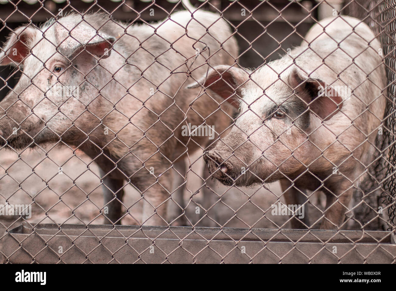 Pink pigs waiting for feed on the farm. Stock Photo