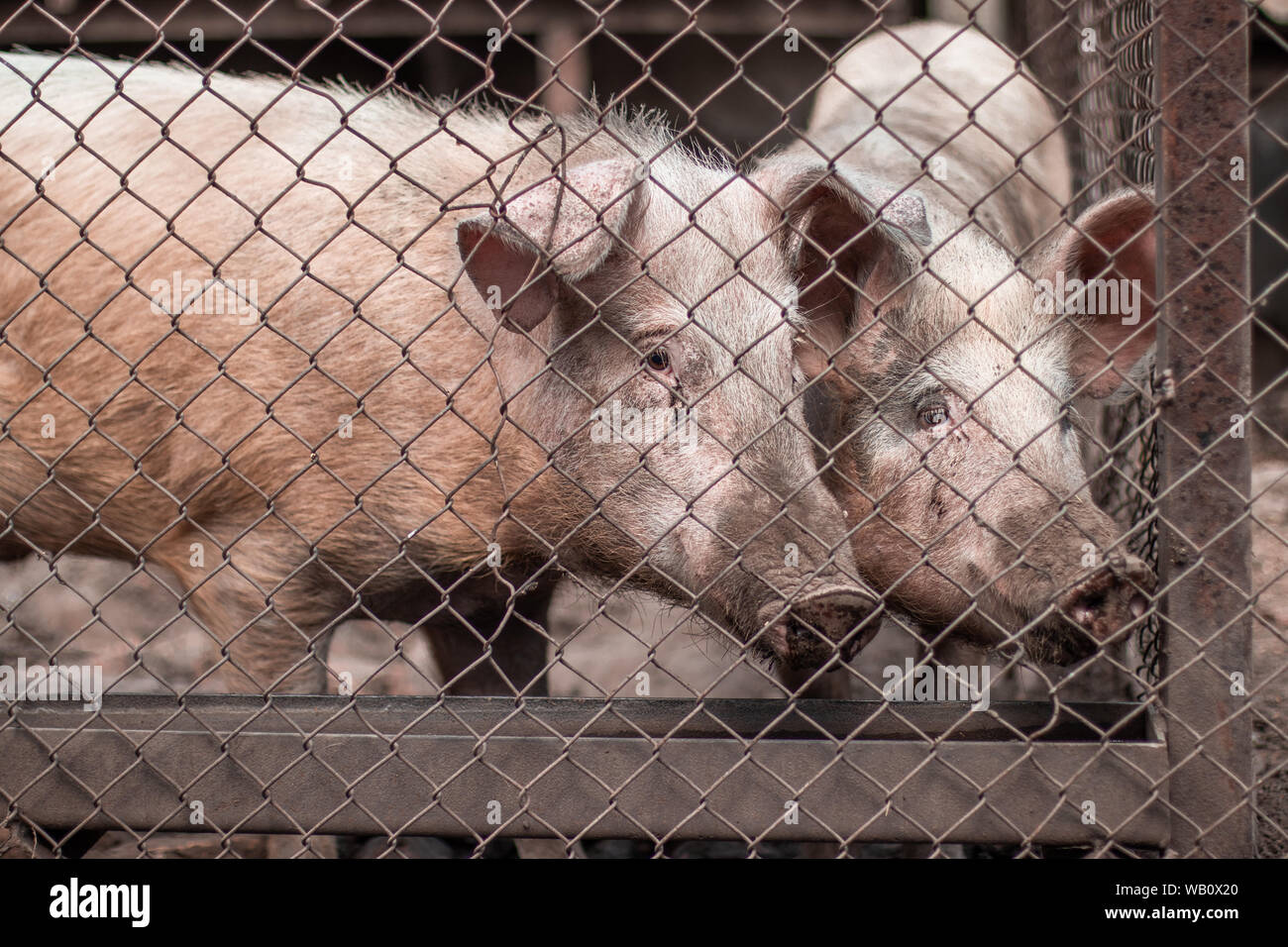 Meat industry. Pigs on the farm. Pig breeding, livestock raising Stock Photo