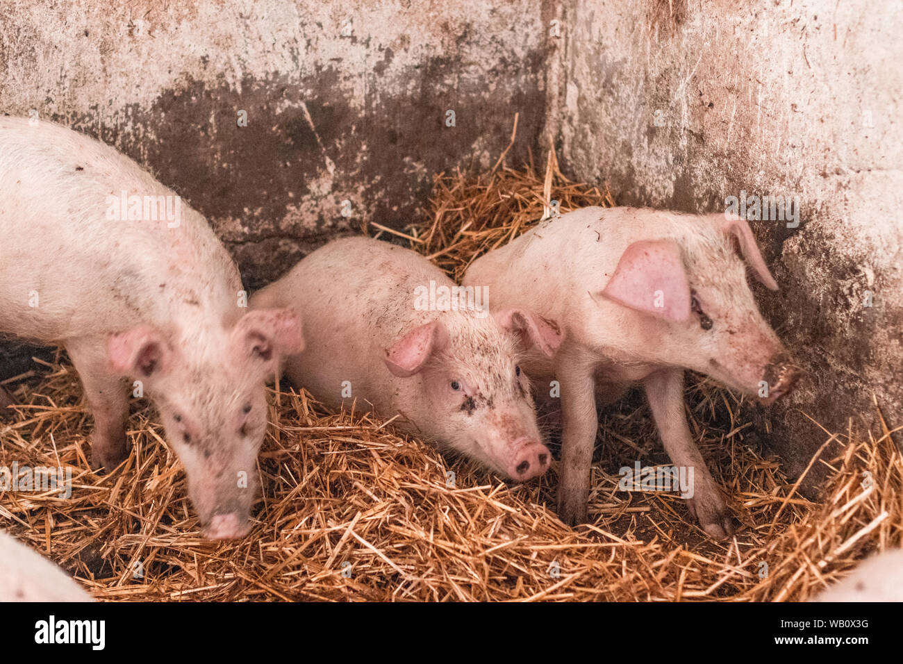 Pig breeding, livestock raising Stock Photo