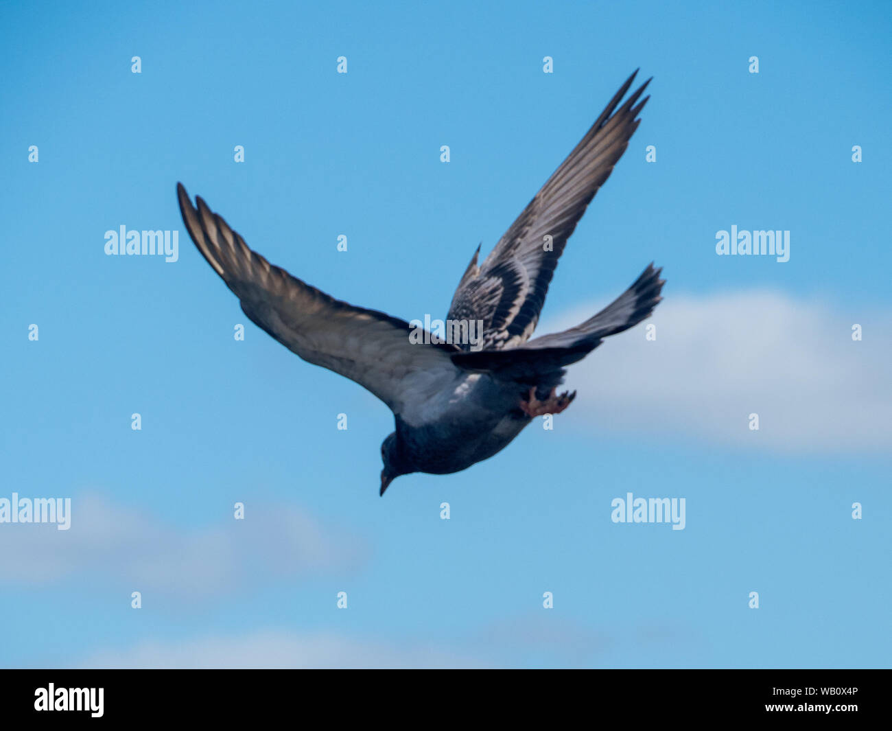Pigeon in flight in a downwards direction, coming in for a landing