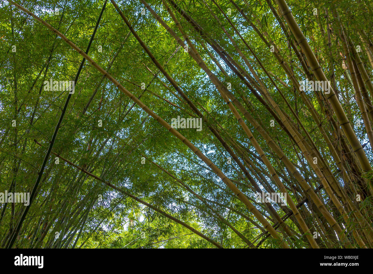 Real bamboo trees forest, with vivid green color making a beautiful background pattern Stock Photo