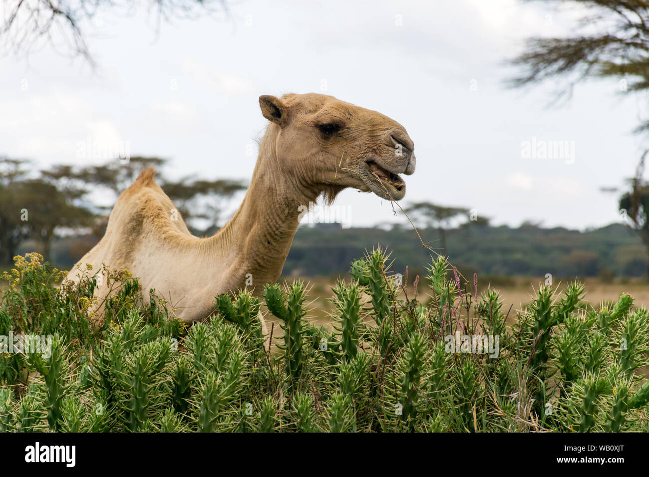 Solitary Camel High Resolution Stock Photography And Images Alamy