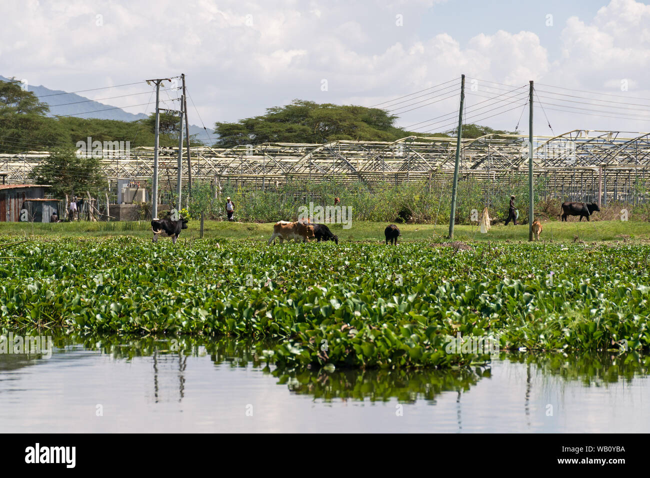 Locals and cows by flower farm canopies without covers by lake Naivasha with water hyacinth on it, Kenya Stock Photo