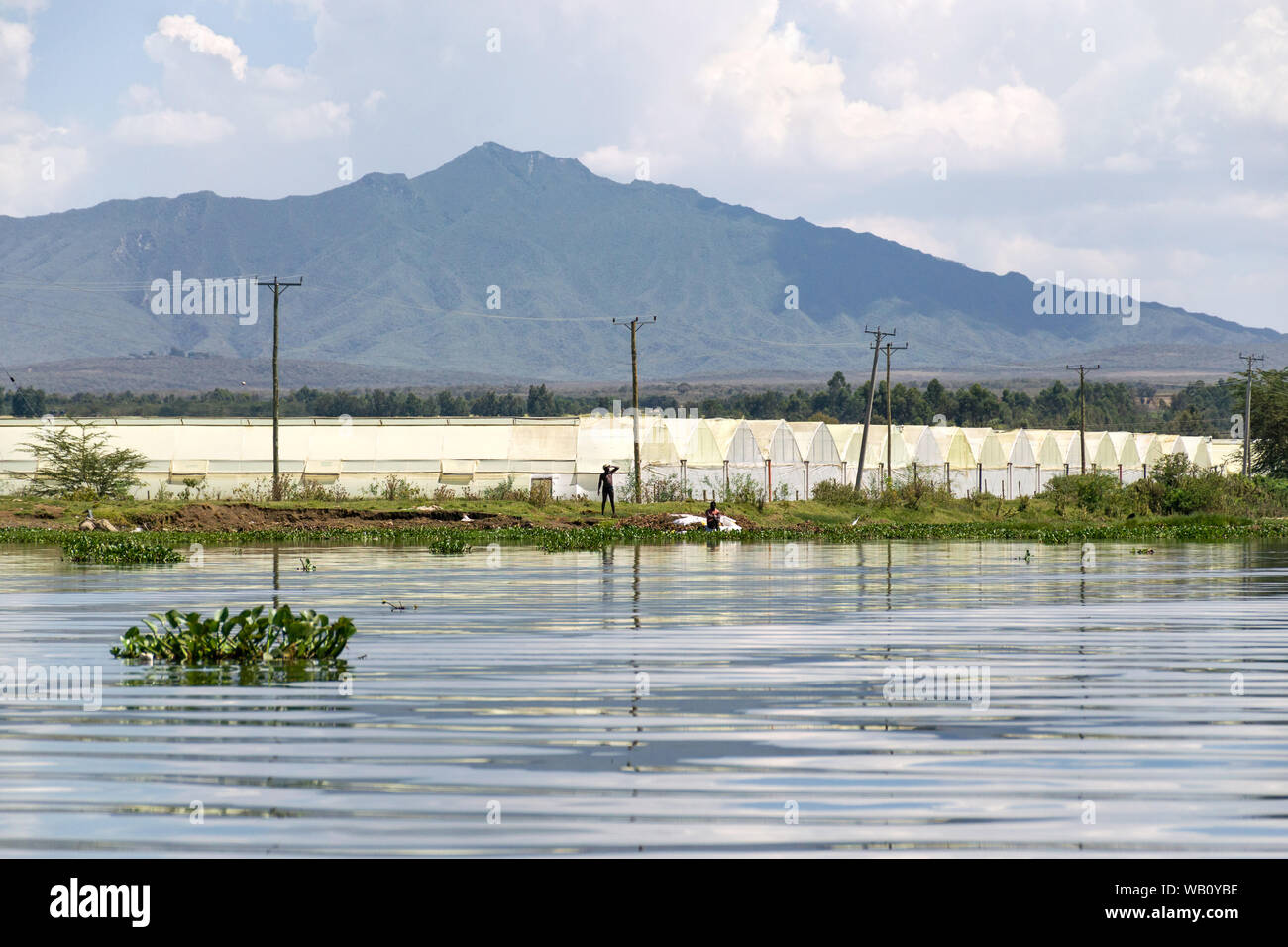 Locals by flower farm canopies without covers by lake Naivasha with mount Longonot in background, Kenya Stock Photo