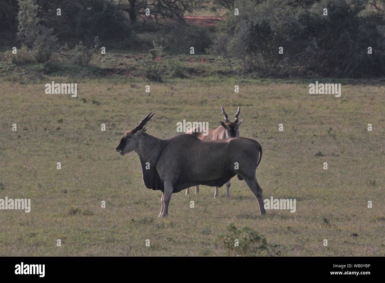 Cape Elands (Taurotragus oryx) in the grassland of Addo Elephant National Park, South Africa Stock Photo
