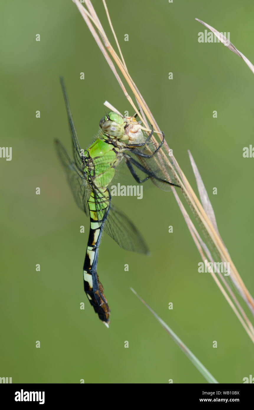 Eastern Pondhawk, Erythemis simplicicollis, female feeding on captured mayfly, Order Ephemeroptera Stock Photo