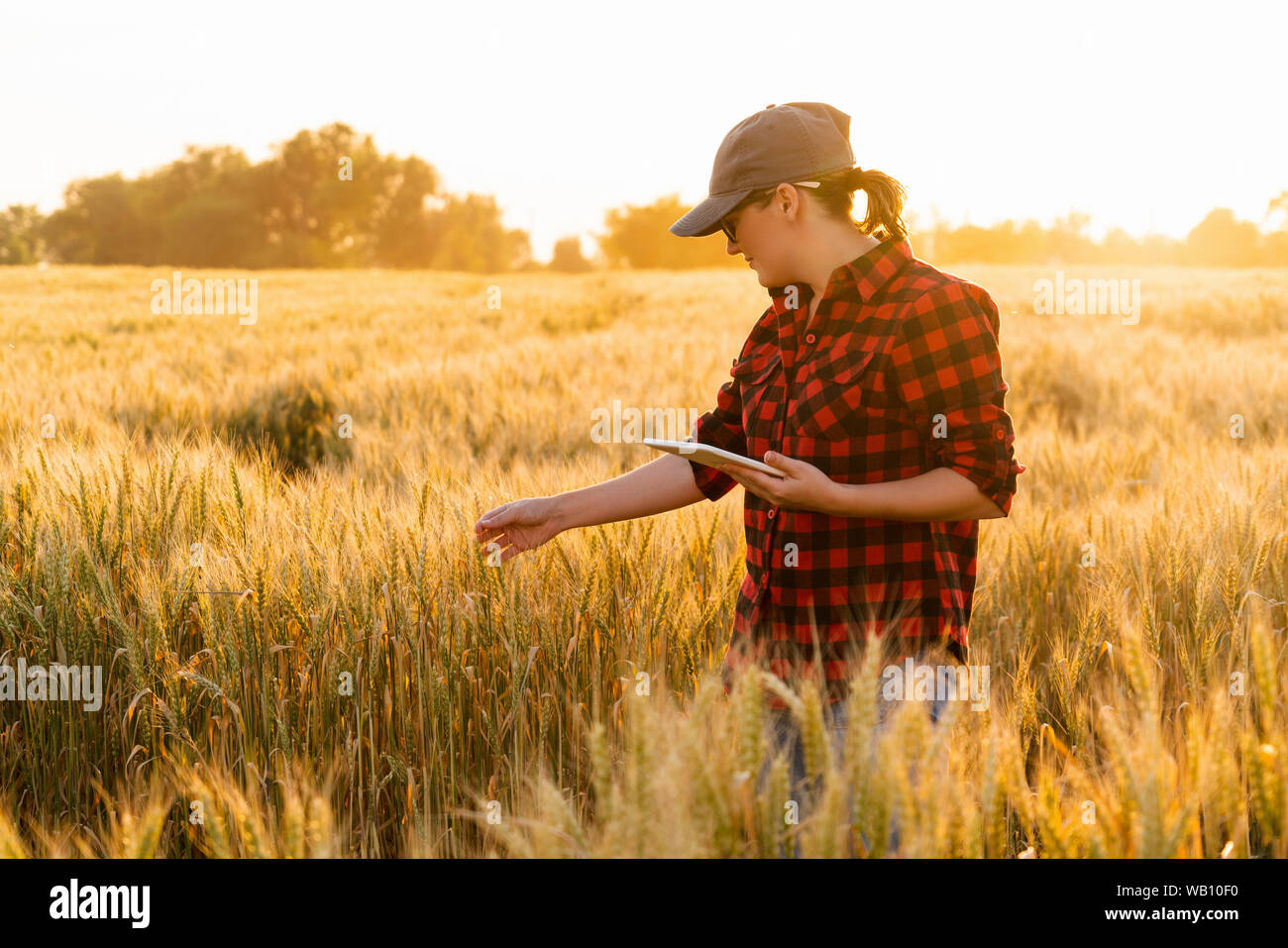 A woman farmer examines the field of cereals and sends data to the cloud from the tablet. Smart farming and digital agriculture. Stock Photo