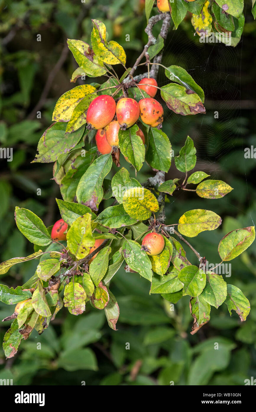 Crab apple fruits hanging on the tree branch. Stock Photo