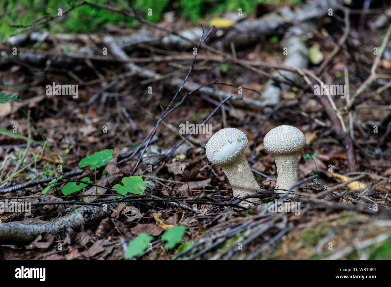 White edible mushroom Lycoperdon perlatum in the forest. Commonly known as common puffball, warted puffball, gem-studded puffball, or the devil's snuf Stock Photo