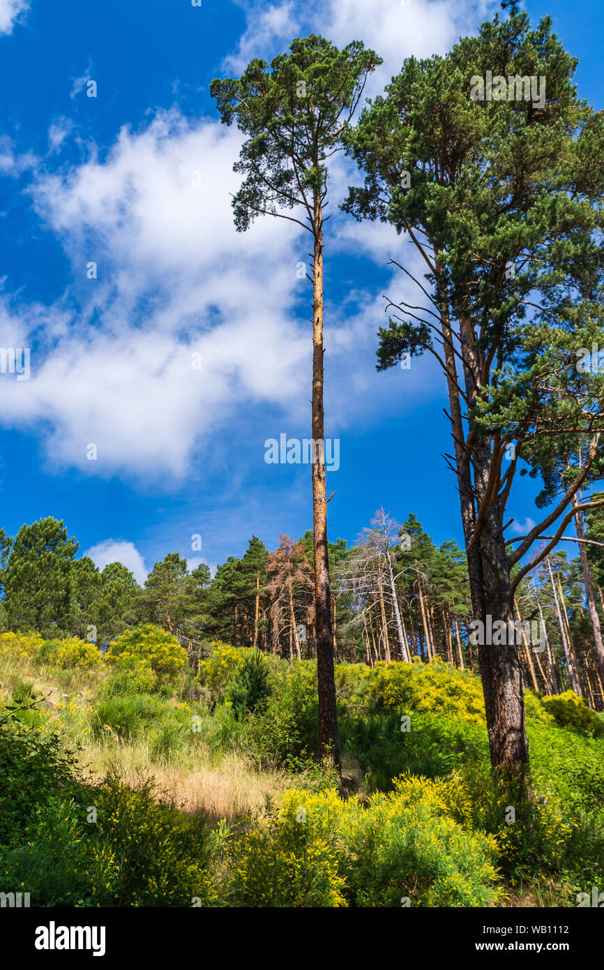 Tall pines in the forest glade with blue sky Stock Photo