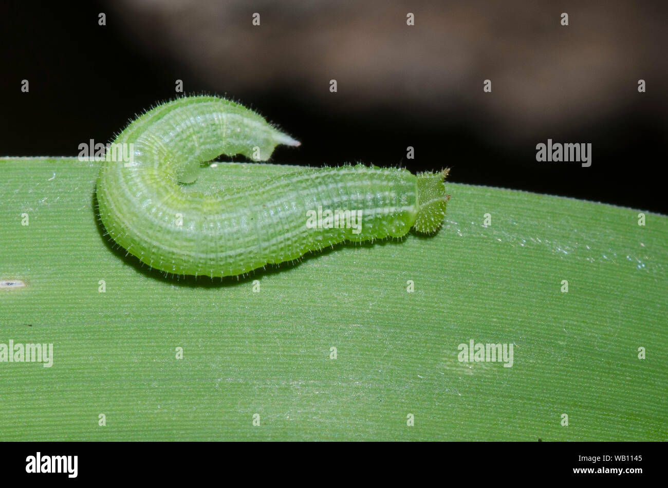 Northern Pearly-eye, Lethe anthedon, larva on Indian woodoats, Chasmanthium latifolium Stock Photo