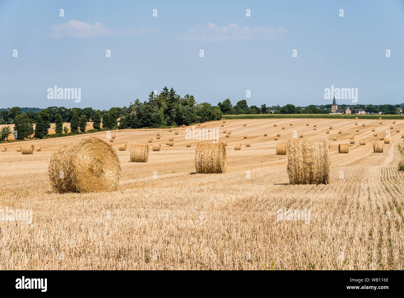 Field with hay bales after harvest in summer against blue sky Stock ...