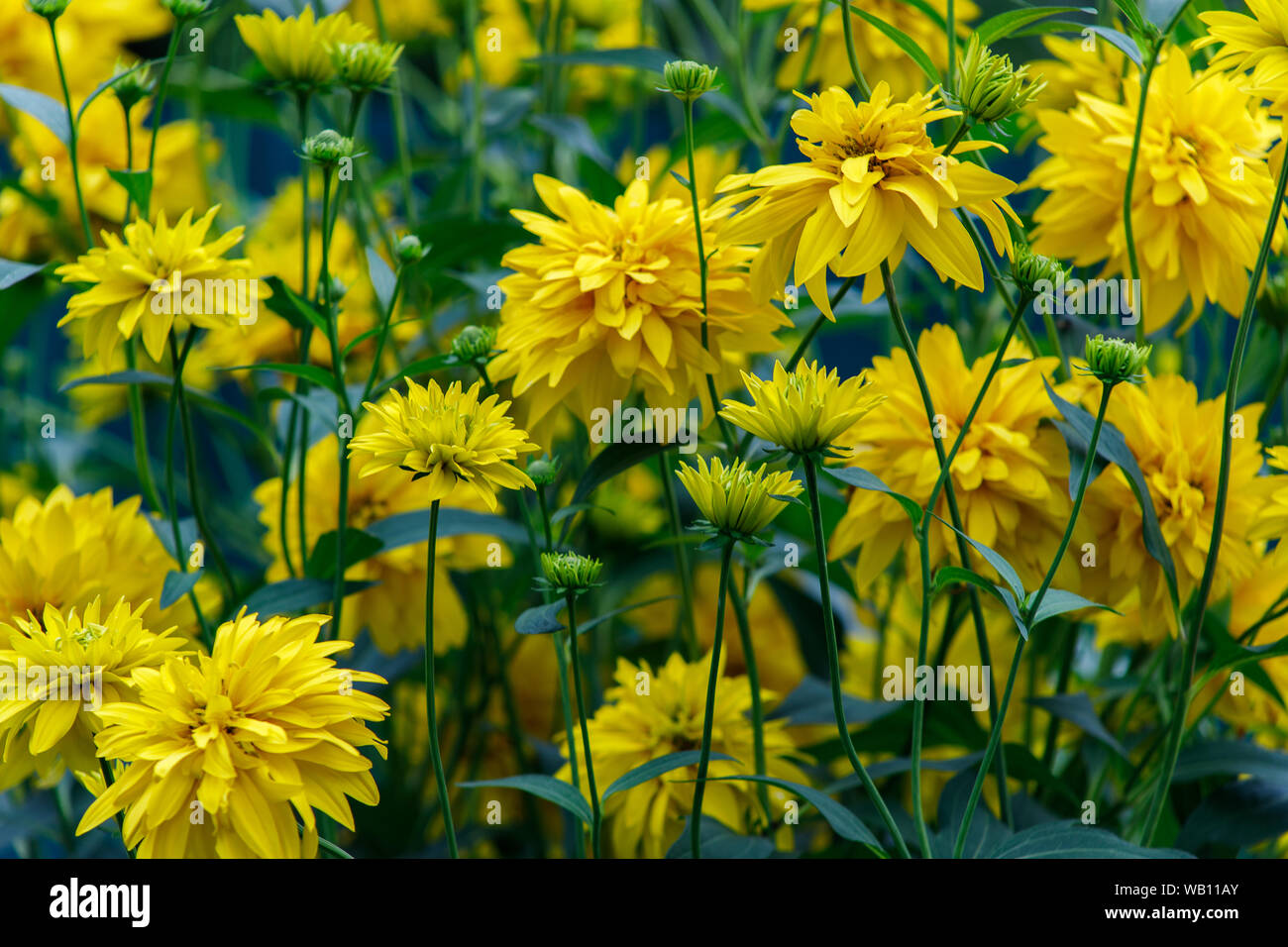 Yellow Flowers In Late Summer Golden Ball Or Rudbeckia Laciniata Blooms In August And September Stock Photo Alamy Yellow Flowers In Late Summer Golden Ball Or Rudbeckia Laciniata Blooms In August And September Stock Photo Alamy
