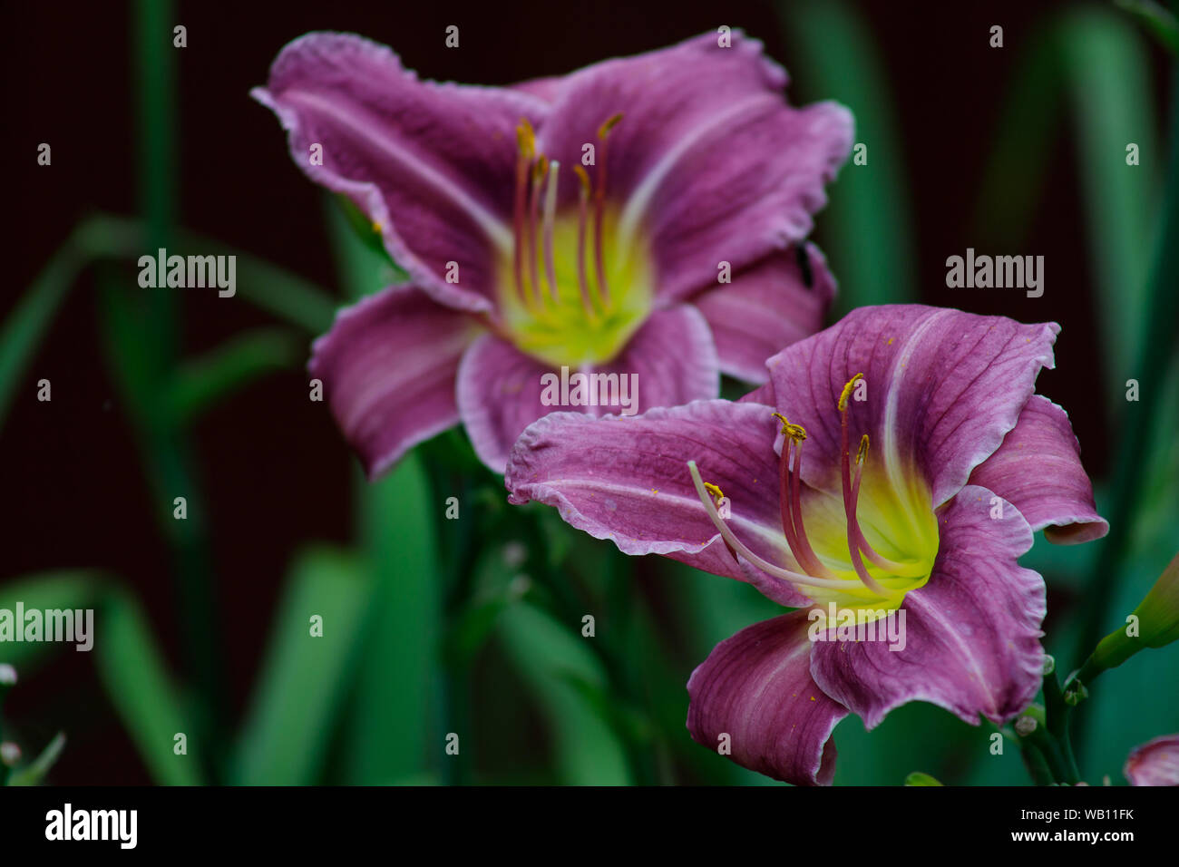 Purple lily or hemerocallis flowers in the garden. Flowers bloom in summer. Tongue flower coquetry. Stock Photo