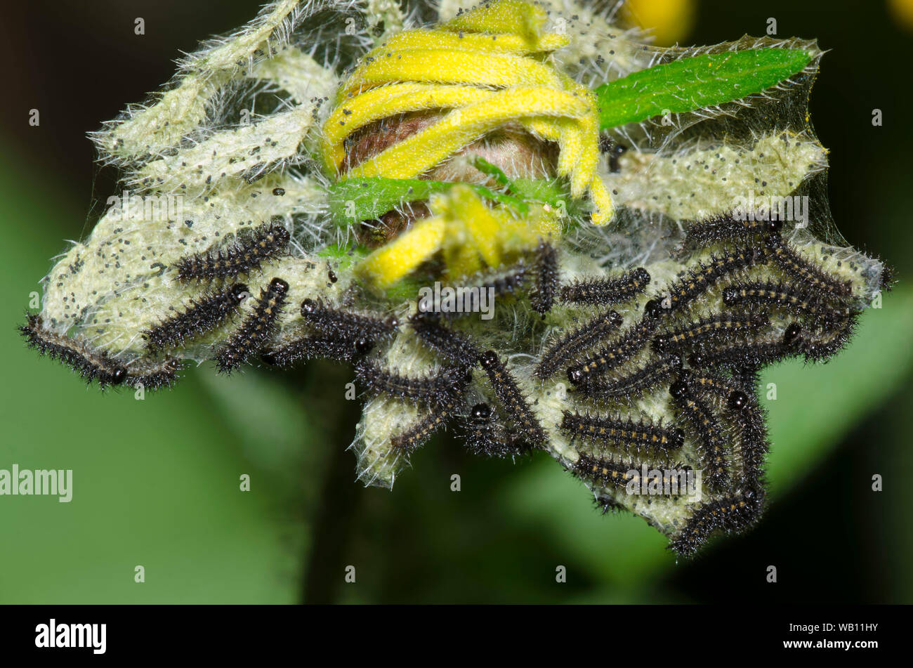 Gregarious Larvae High Resolution Stock Photography And Images Alamy
