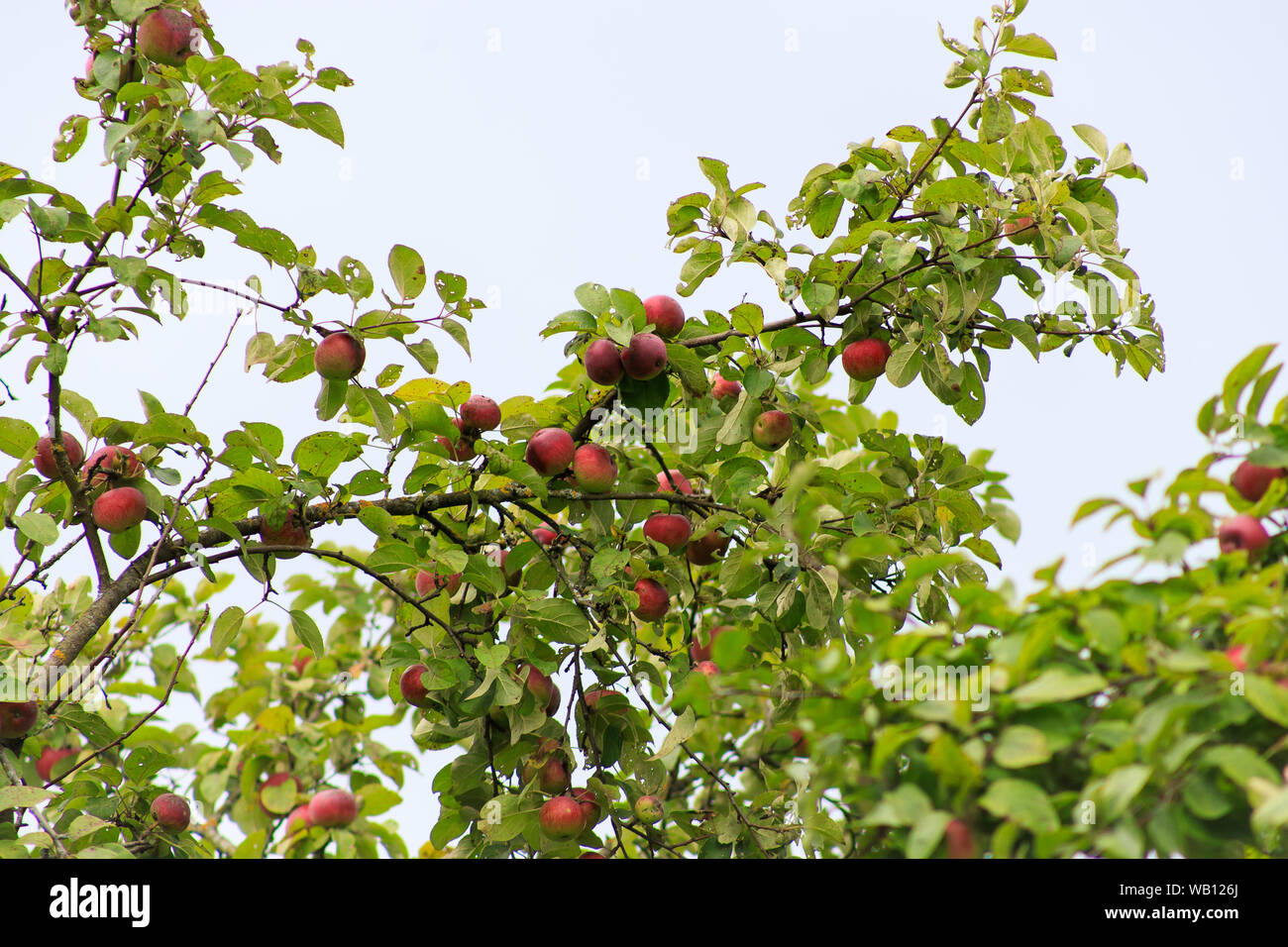 https://c8.alamy.com/comp/WB126J/organic-apples-hanging-from-a-tree-branch-apple-fruit-close-up-large-ripe-apples-clusters-hanging-heap-on-a-tree-branch-in-an-intense-apple-orchard-WB126J.jpg