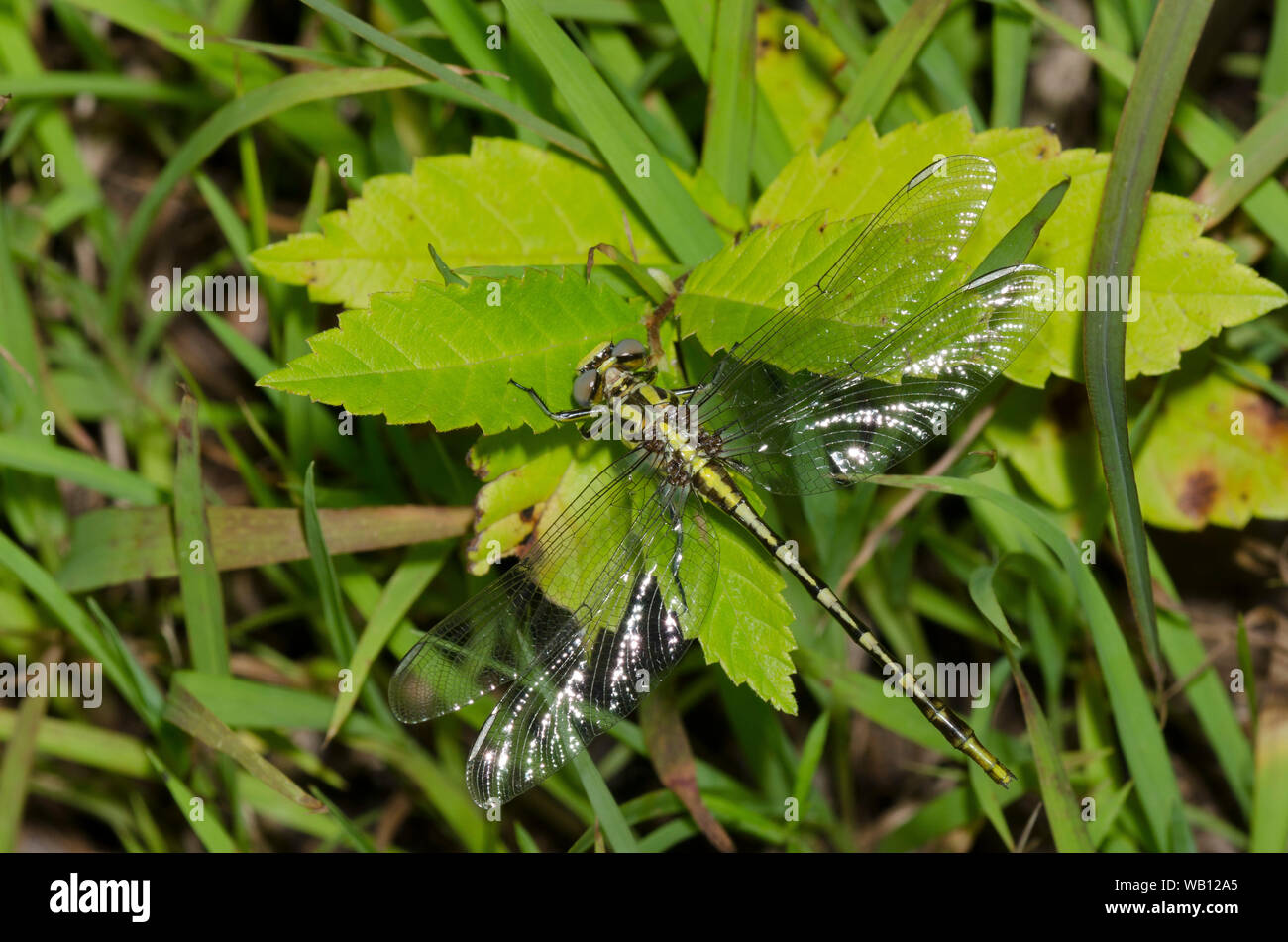 Sulphur-tipped Clubtail, Phanogomphus militaris, female Stock Photo