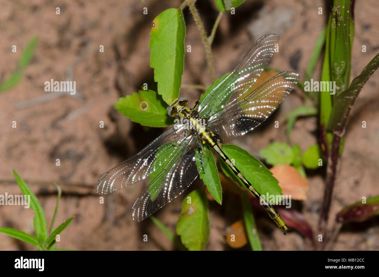 Sulphur-tipped Clubtail, Phanogomphus militaris, male Stock Photo