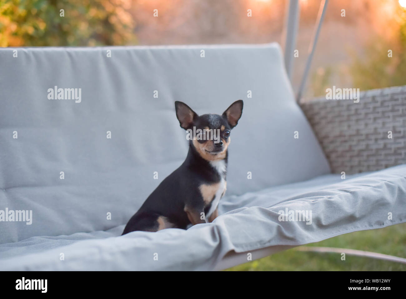 Chihuahua Dog Chihuahua Sits On A Swing Tricolor Dog Black And White Brown The Dog Is Resting On Nature Small Breed Dogs Lounge Area For Relaxatio Stock Photo Alamy