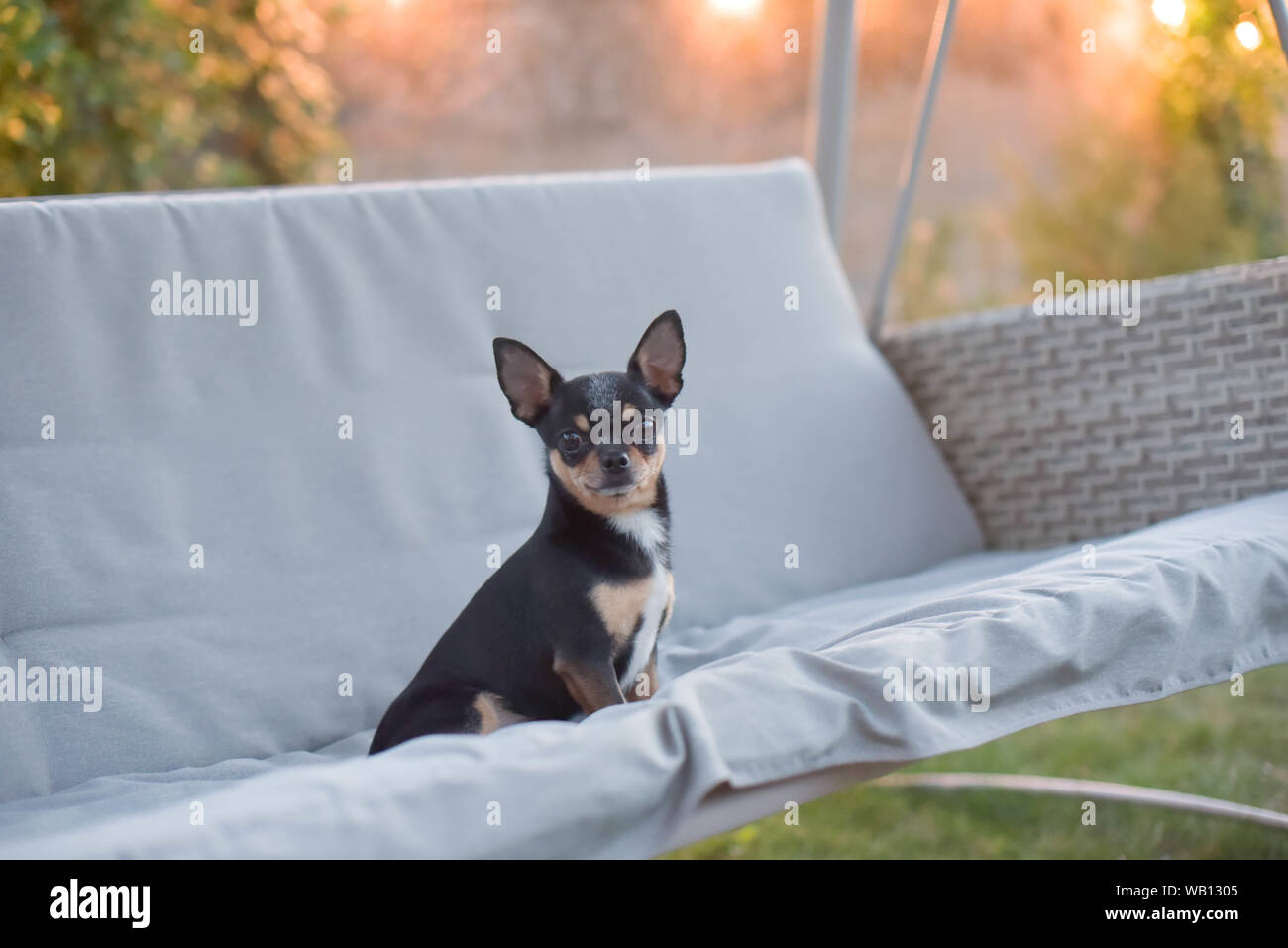 Chihuahua Dog Chihuahua Sits On A Swing Tricolor Dog Black And