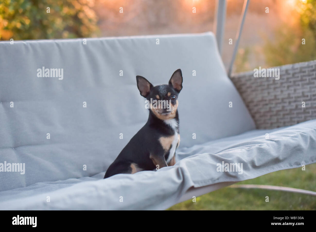 Black And Tan Long Haired Chihuahua High Resolution Stock Photography And Images Alamy