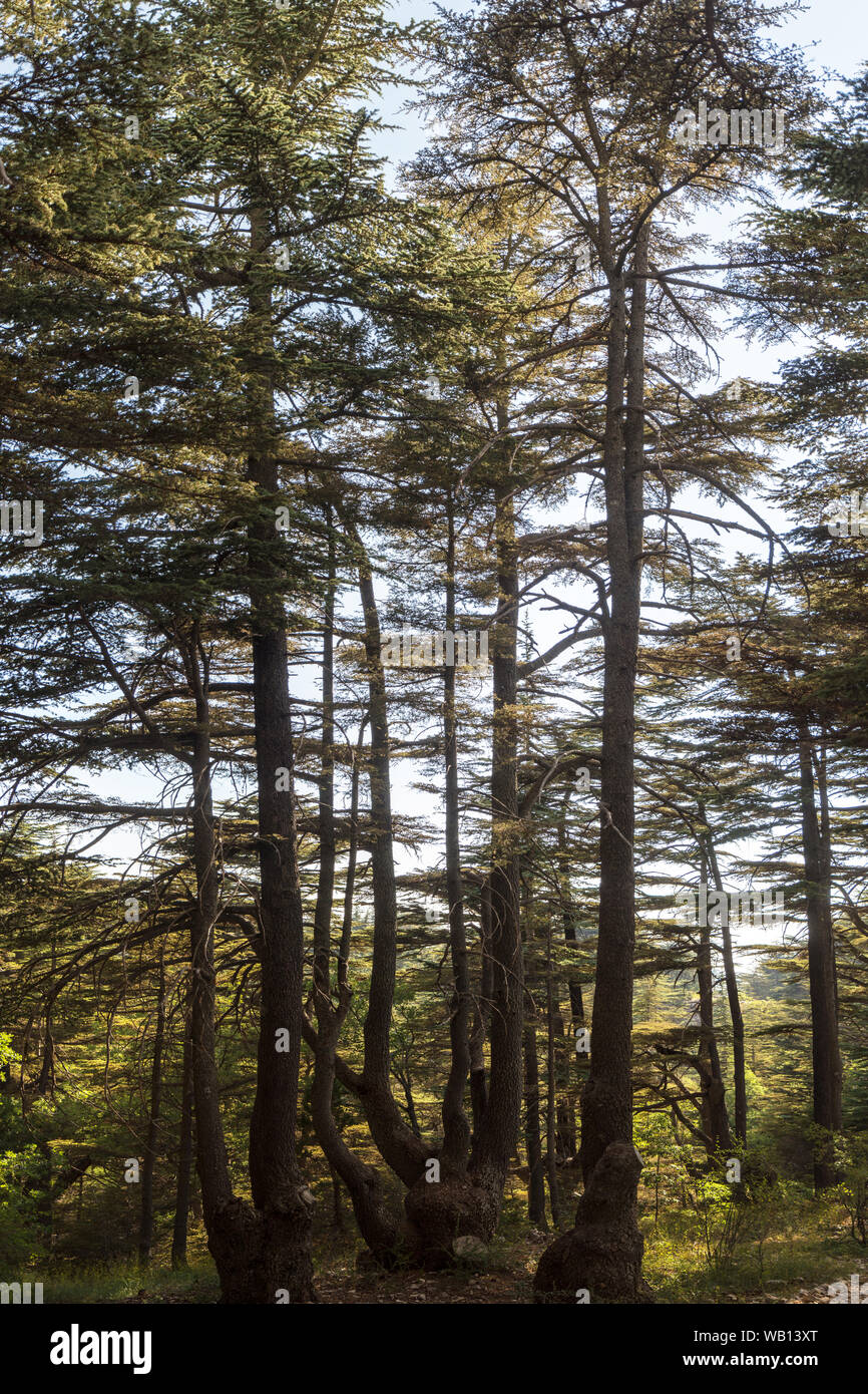 Cedars tannourine hires stock photography and images Alamy