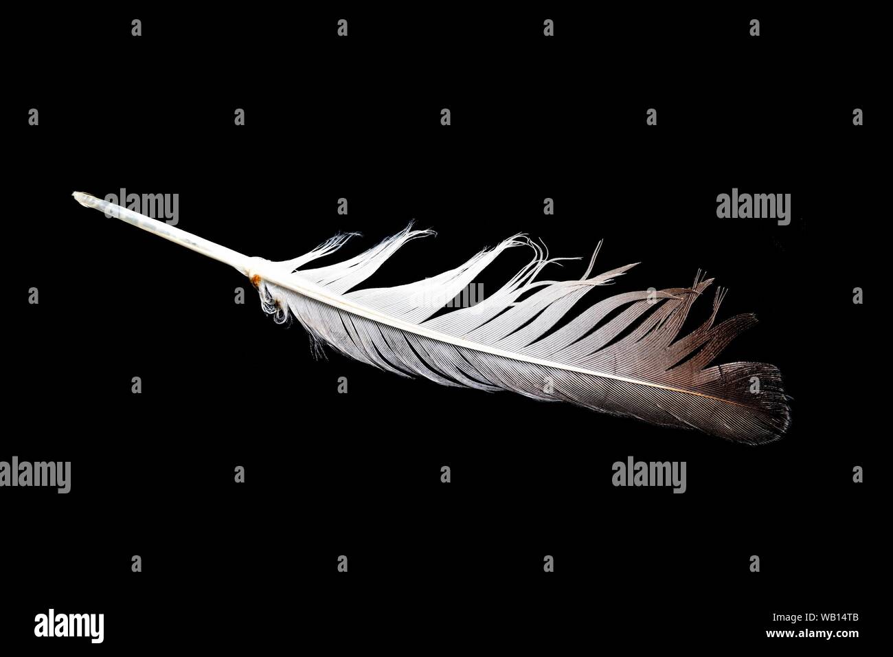 White feather with brown stripes at the ends on black background Stock