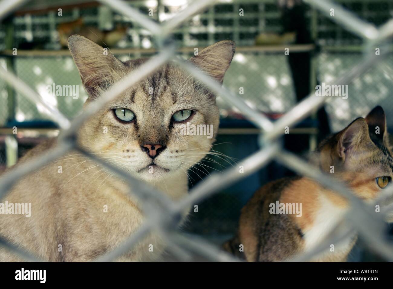 The sad eyes of tabby cats in the cage Stock Photo