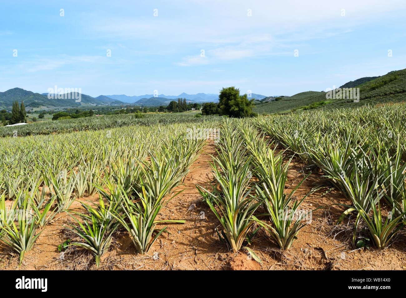 Planting pineapple on the steep slope of the hill in Thailand Stock Photo -  Alamy