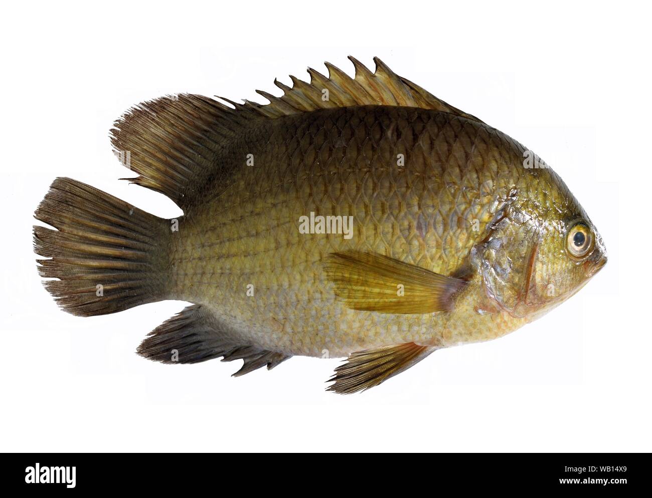 Striped tiger leaffish, Pristolepis fasciata on white background, Important aquacultured freshwater species in Thailand Stock Photo