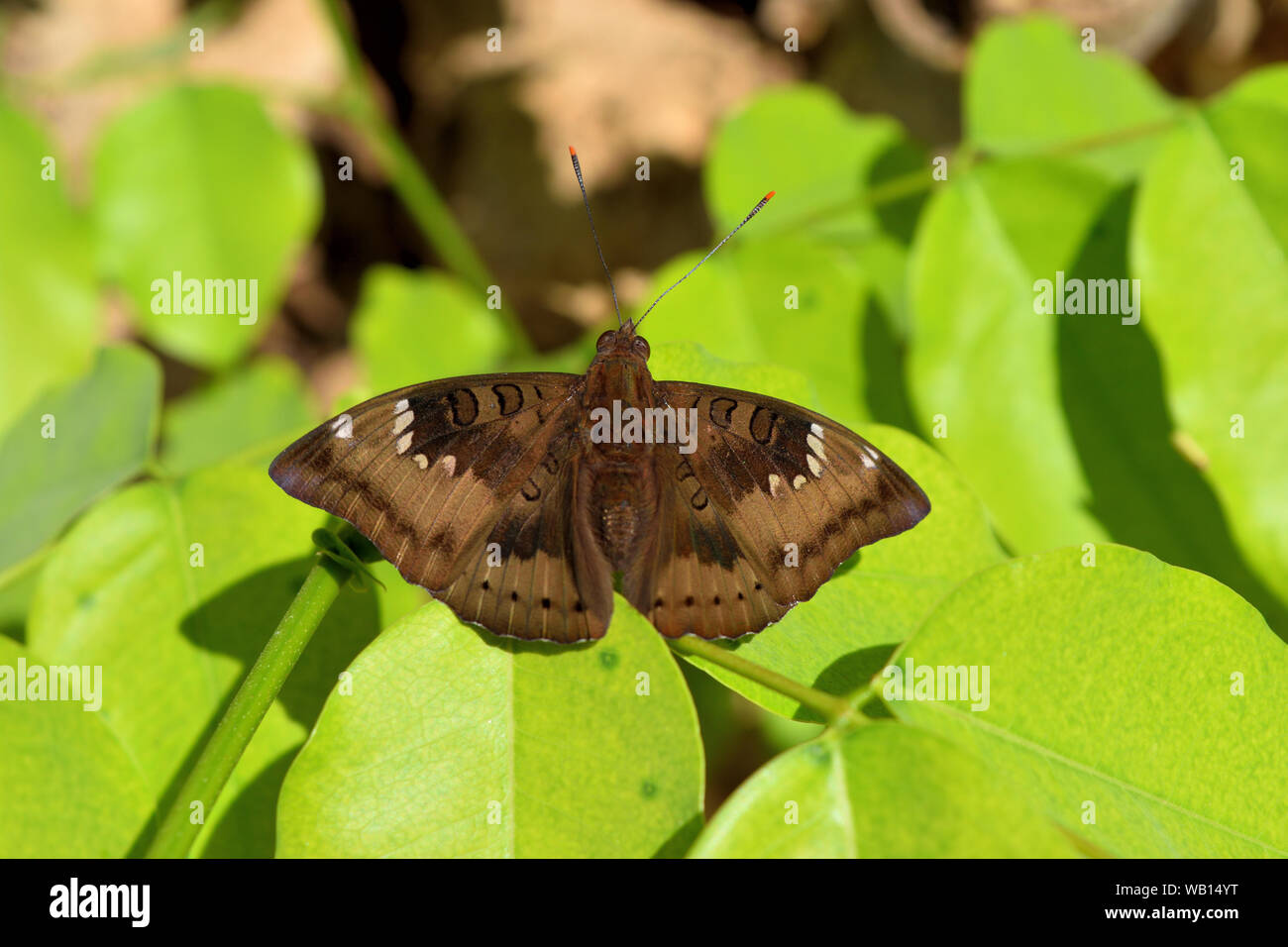 Mango Baron , Euthalia aconthea , Trey white stripes on the wings brown , The butterfly on green leaf Stock Photo