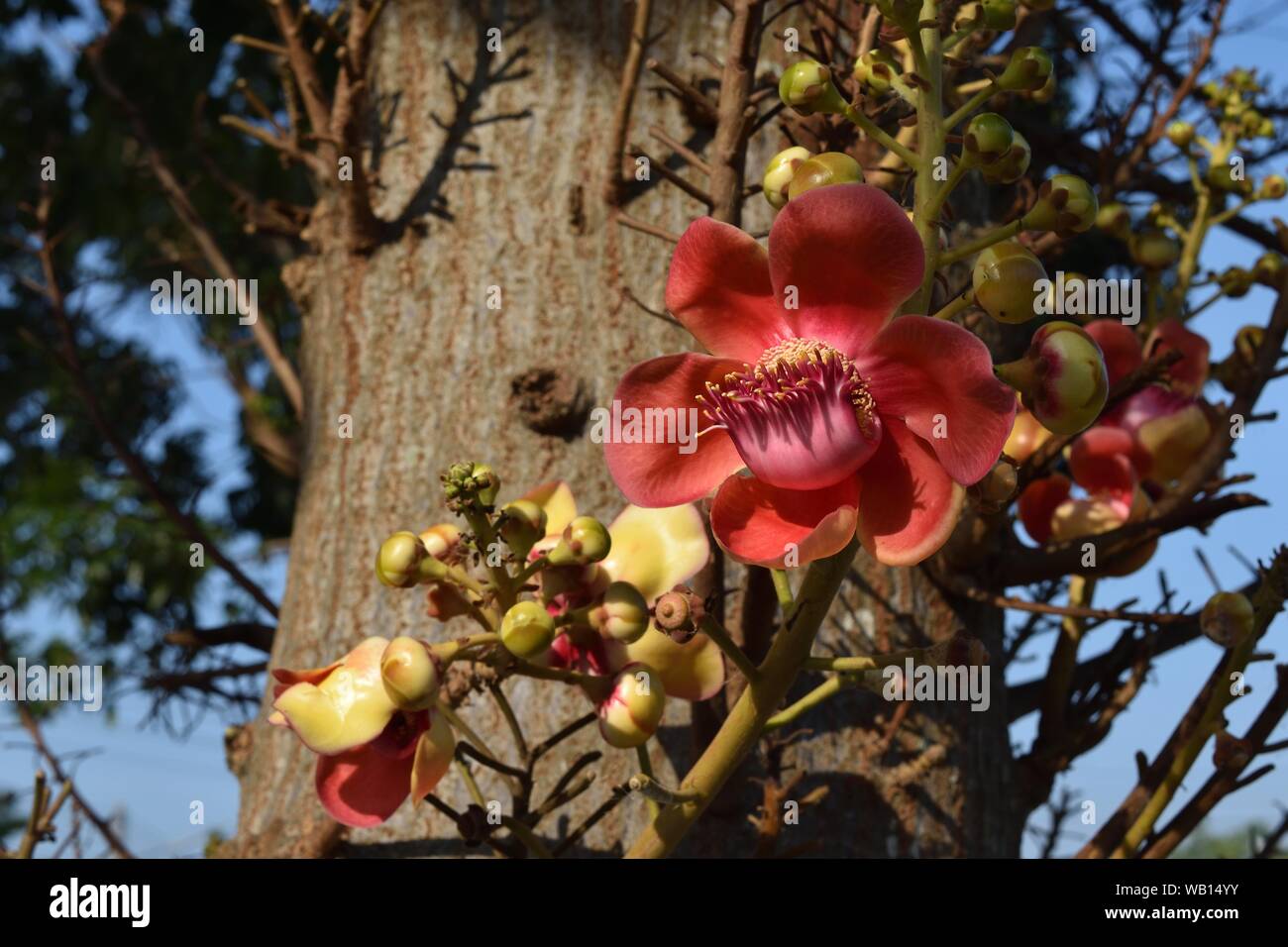 Shorea Robusta blossom with natural  brown and green in the background  ,Red flower petals of Cannonball tree Stock Photo