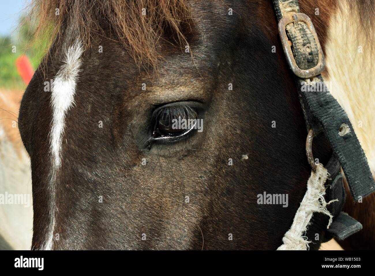 Close Up Of Black Horse Eye Stock Photo 264942611 Alamy