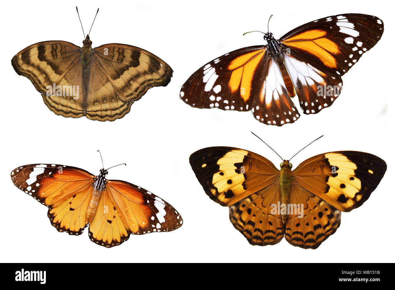 Black Veined Tiger, The rustic,Brown ,The Chocolate Pansy , Plain tiger,African monarch, Set of colorful butterflies isolated on white background Stock Photo