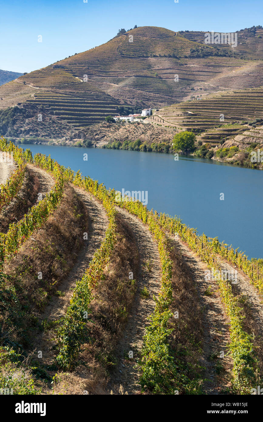 Vineyards on the slopes above the River Douro between Casais Do Douro and Pinhao. In the Alto Douro wine region, Northern Portugal Stock Photo