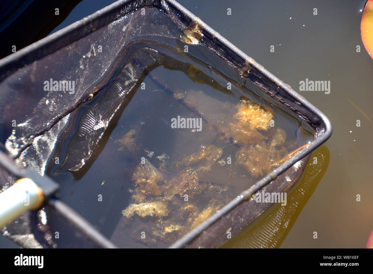 slimy bluegreen algae in fishing net, dip net filled with slimy