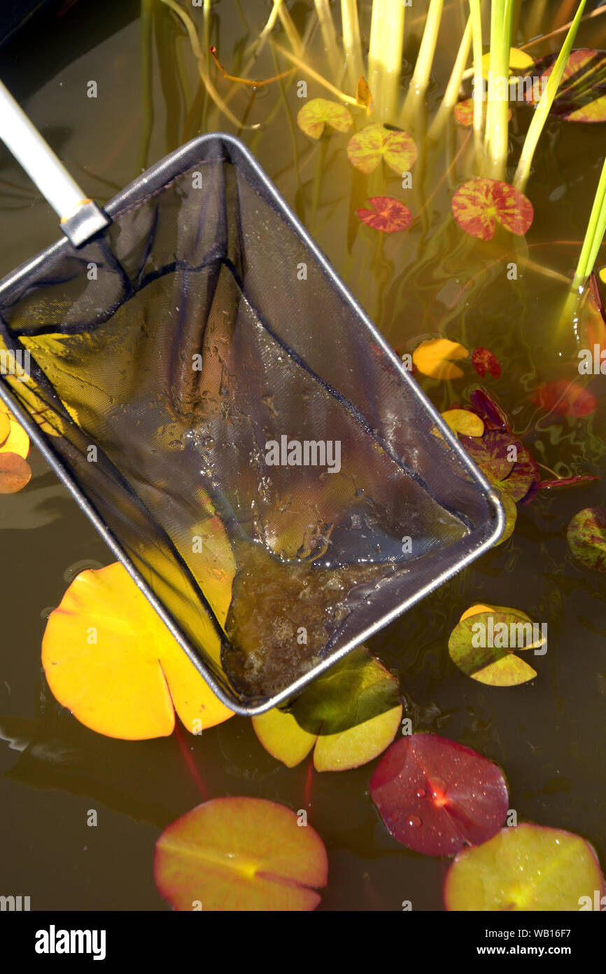 slimy cyanophyta in water lily garden pond, dip net filled with slimy